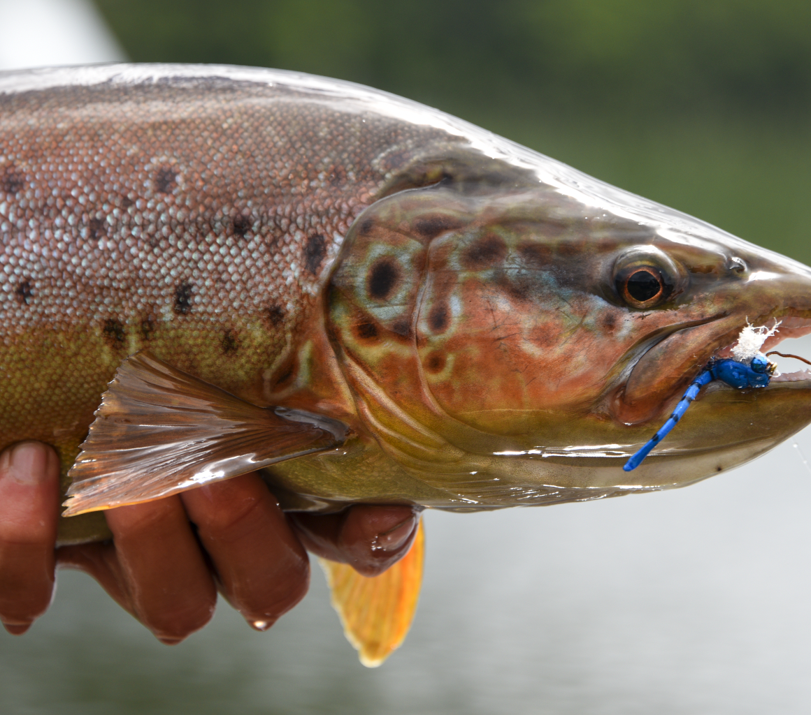 brown trout on a dry fly