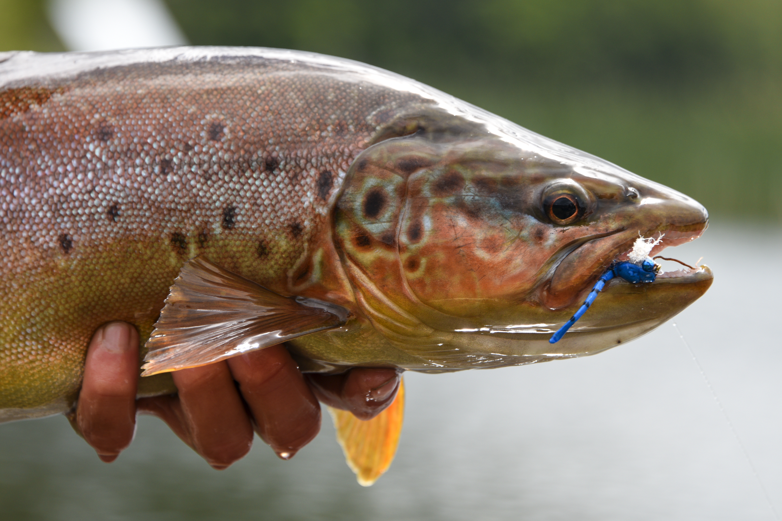 brown trout on a dry fly