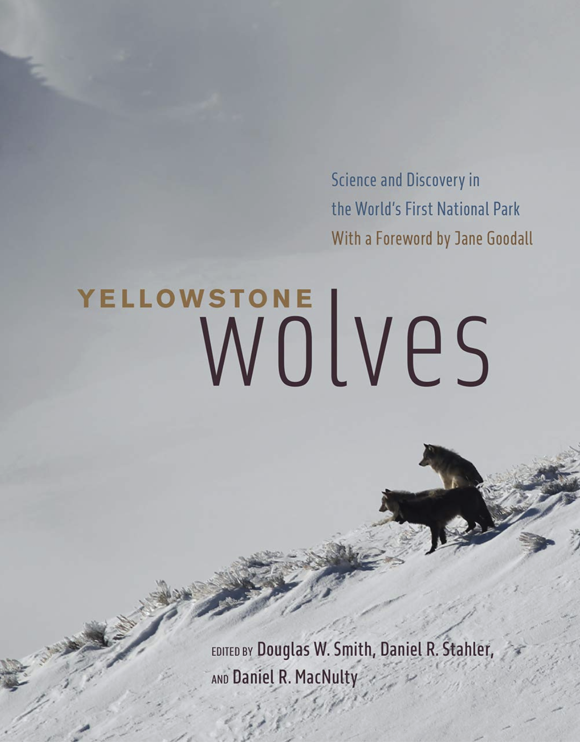 Yellowstone Wolves book cover