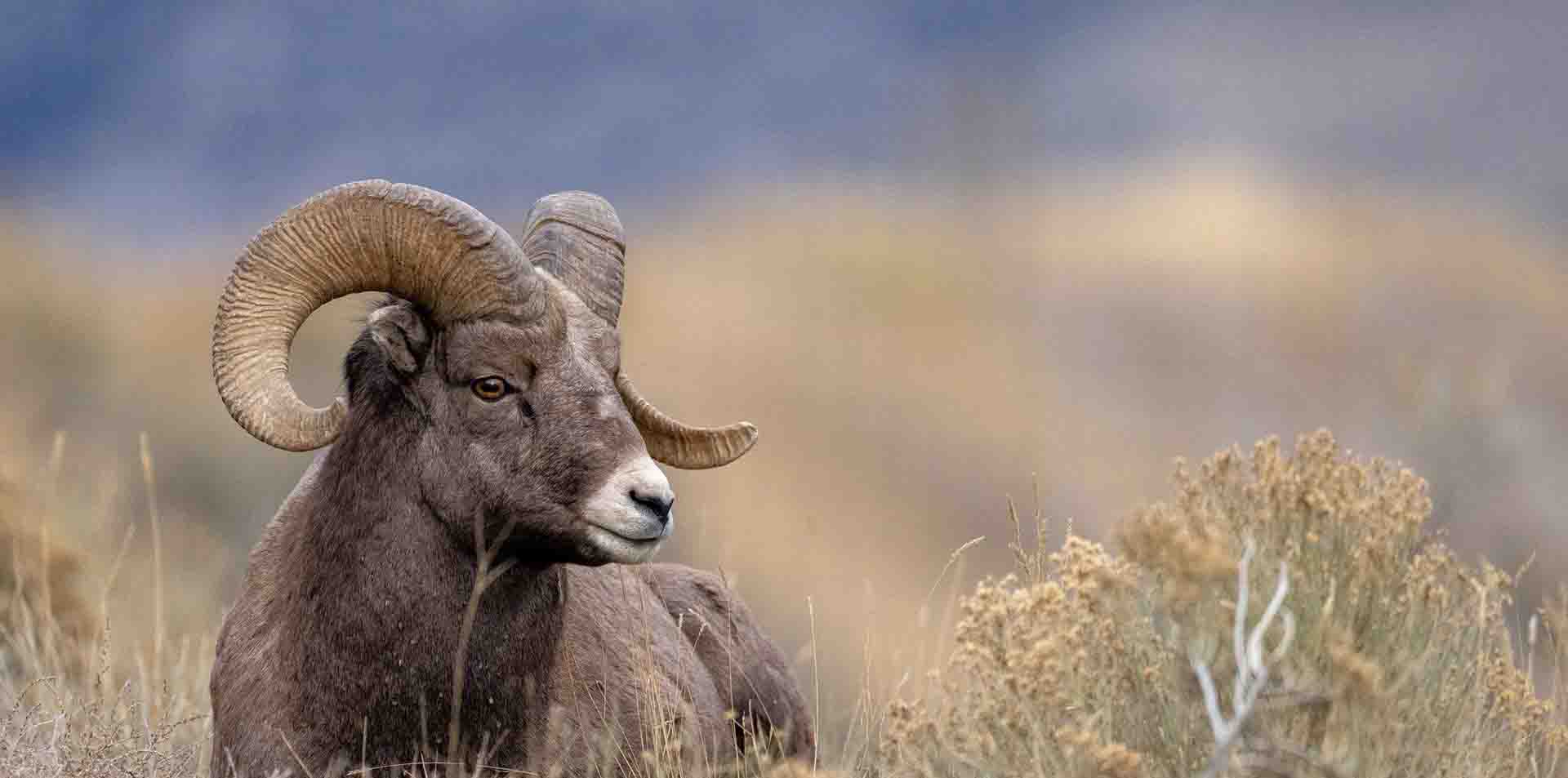 Bighorn Wilderness Tours