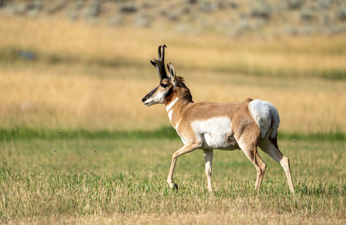 photo of an antelope
